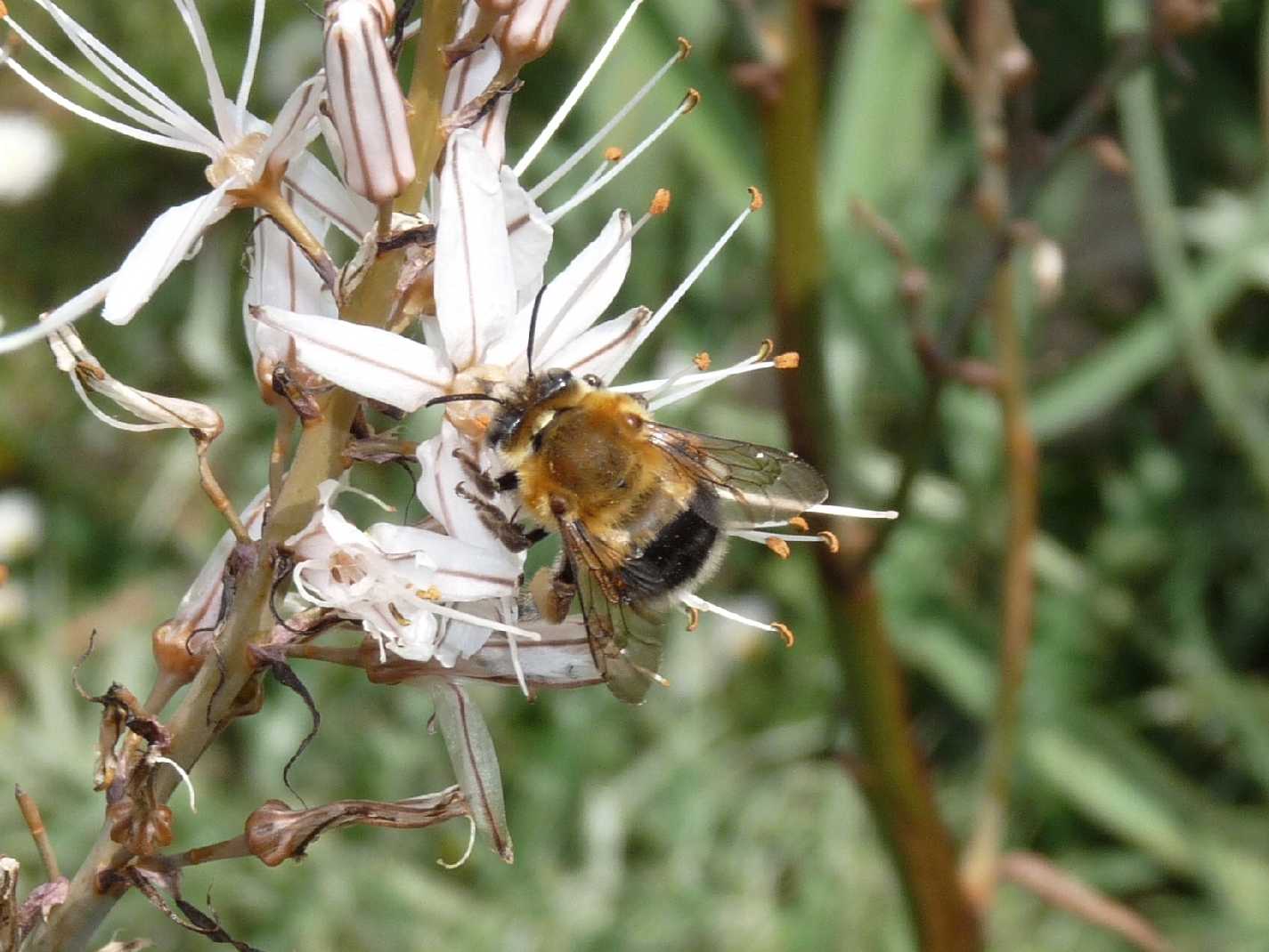 Un pascolo di asfodeli: Habropoda tarsata?